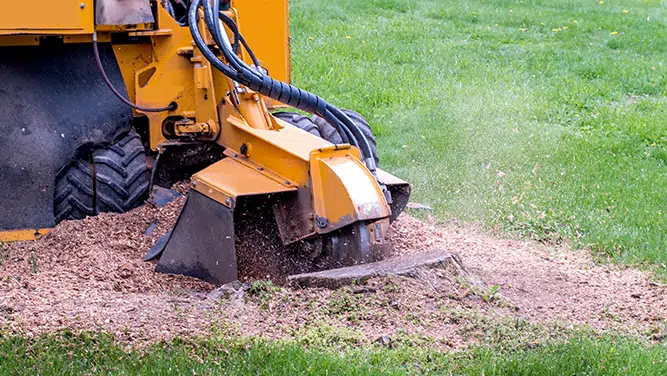 Stump Removal - Elite Seamless Gutters